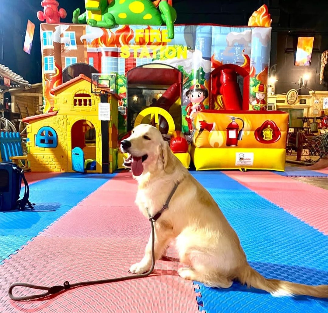 Cani benvenuti al Museo